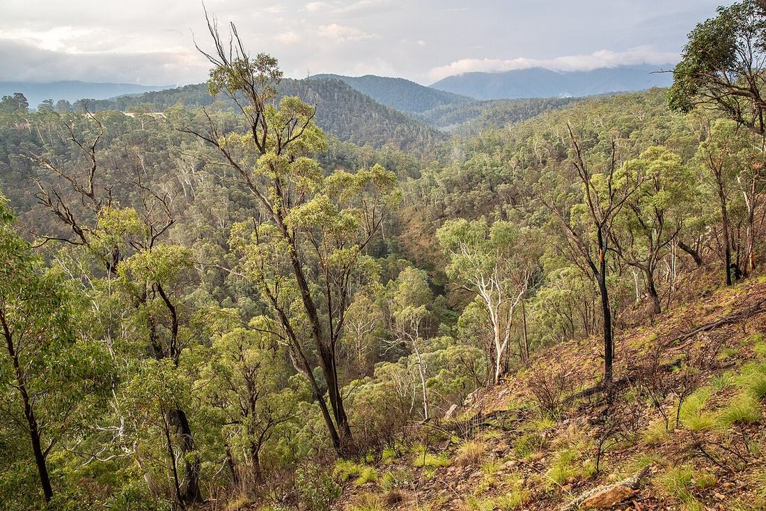 Eucalyptus trees in the Australian bush